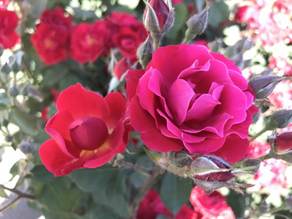 004綻放 工程技術研究總院 許琨 攝.jpg